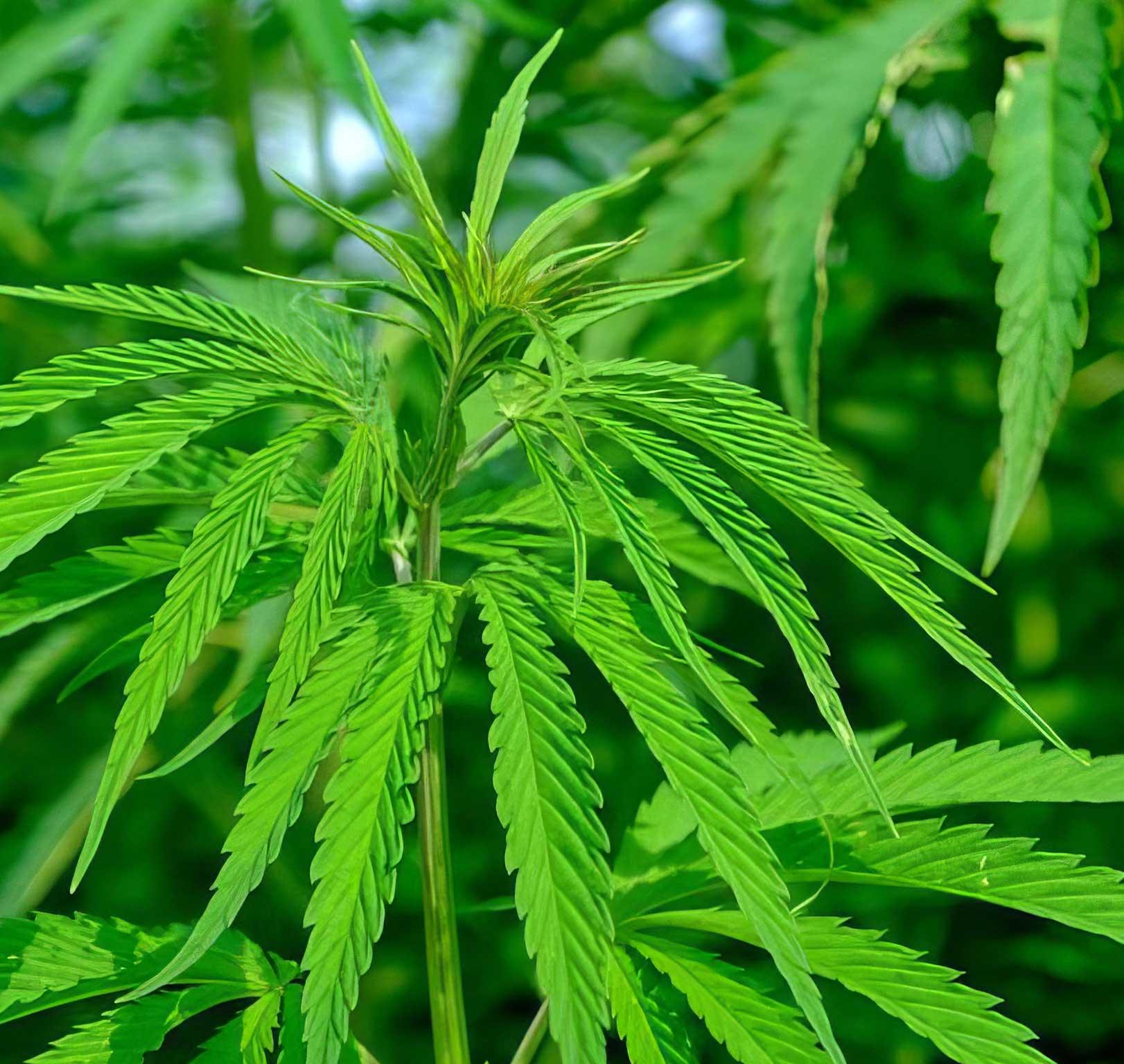 ¿Qué es CBD y THC? - Vapeando Ando vape shop