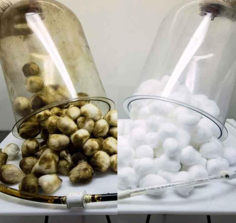 Vapeo vs Fumar experimento (Video gráfico) - Vapeando Ando vape shop