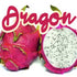 Dragon - 0 mg / 30 ml - Vapeando Ando vape shop